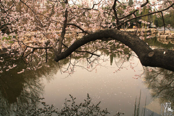 落花有意