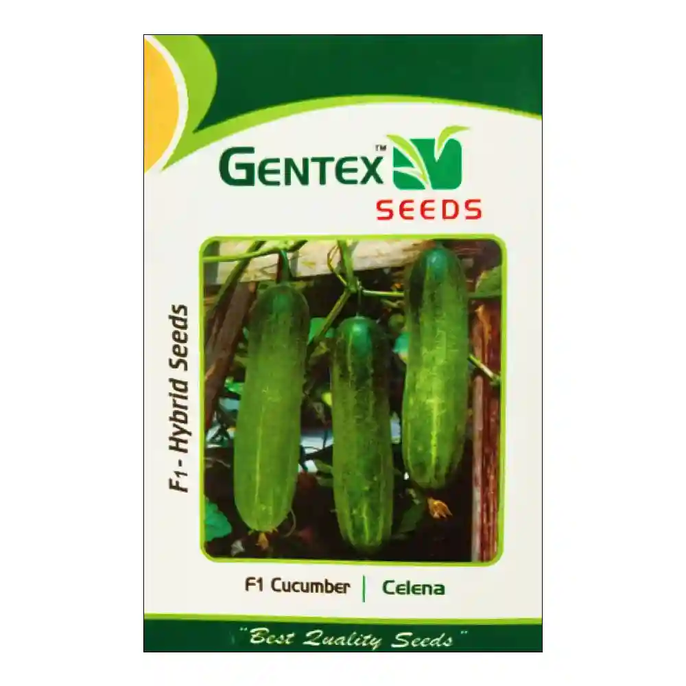 Celena-cucumber-seeds