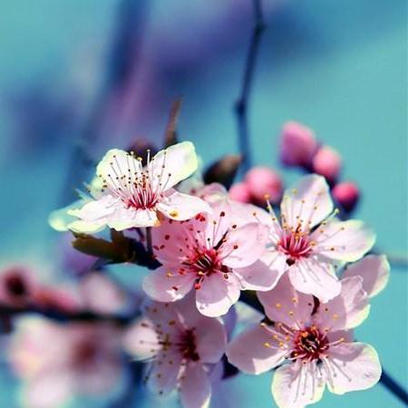 GNU/Weeb's GitHub Profile