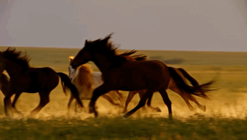 Baseline Video