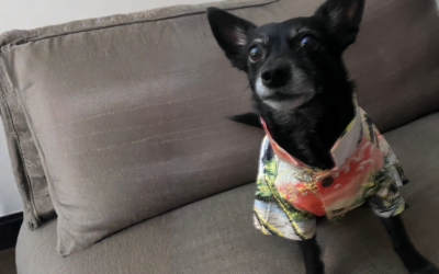 Why Rescue Is Beautiful — But Prevention Changes the Math