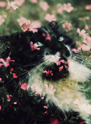 “I was at Shreiner’s Iris garden and I saw
 this cat. He was lying in the grass, sunbathing, and I was experimenting with double exposure. One of my (favorite) animal shots,” says Meghna Rickabaugh Rich.
