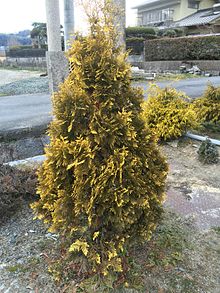 Morpankh (Thuja Orientalis)
