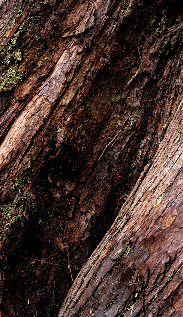 Close-up of a textured tree trunk showing rich brown and reddish bark with hints of green moss. The surface displays the natural patterns and grooves of the wood.