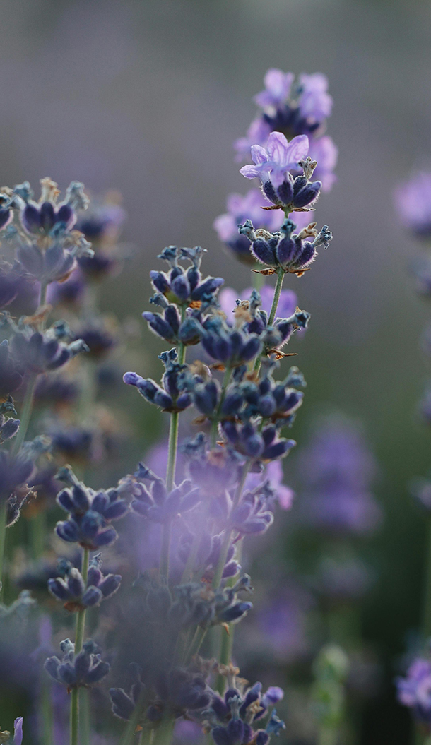 Primo piano di fiori di lavanda viola con una morbida vegetazione sfocata sullo sfondo. I petali sono delicati e messi in risalto da una luce soffusa.