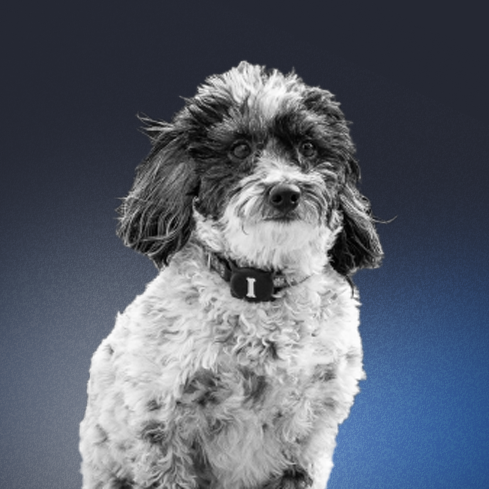 WinnieTheDog