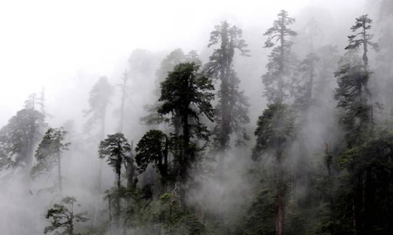 Most Remote Places Motuo County Trees