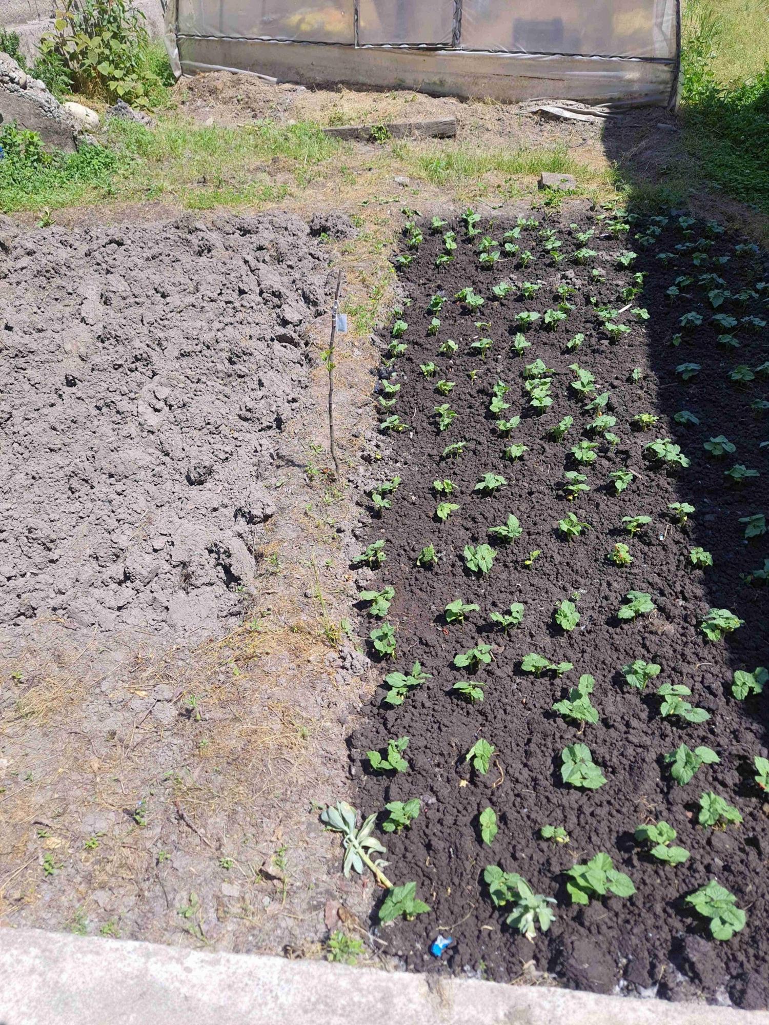 Ahmad Hameed (techtoaster) Farcaster social identity (Fname handle) PFP