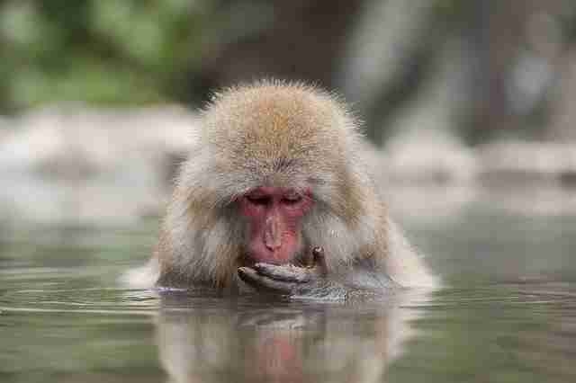 Moz (mozzen) Farcaster social identity (Fname handle) PFP