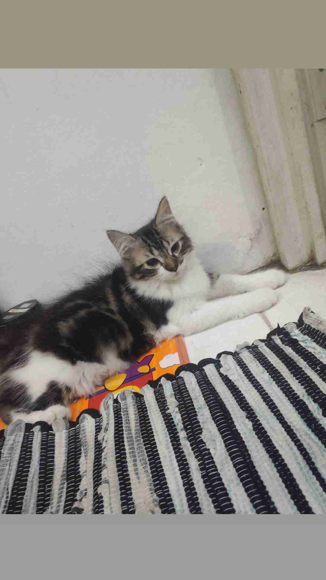 Meow (km12) Farcaster social identity (Fname handle) PFP