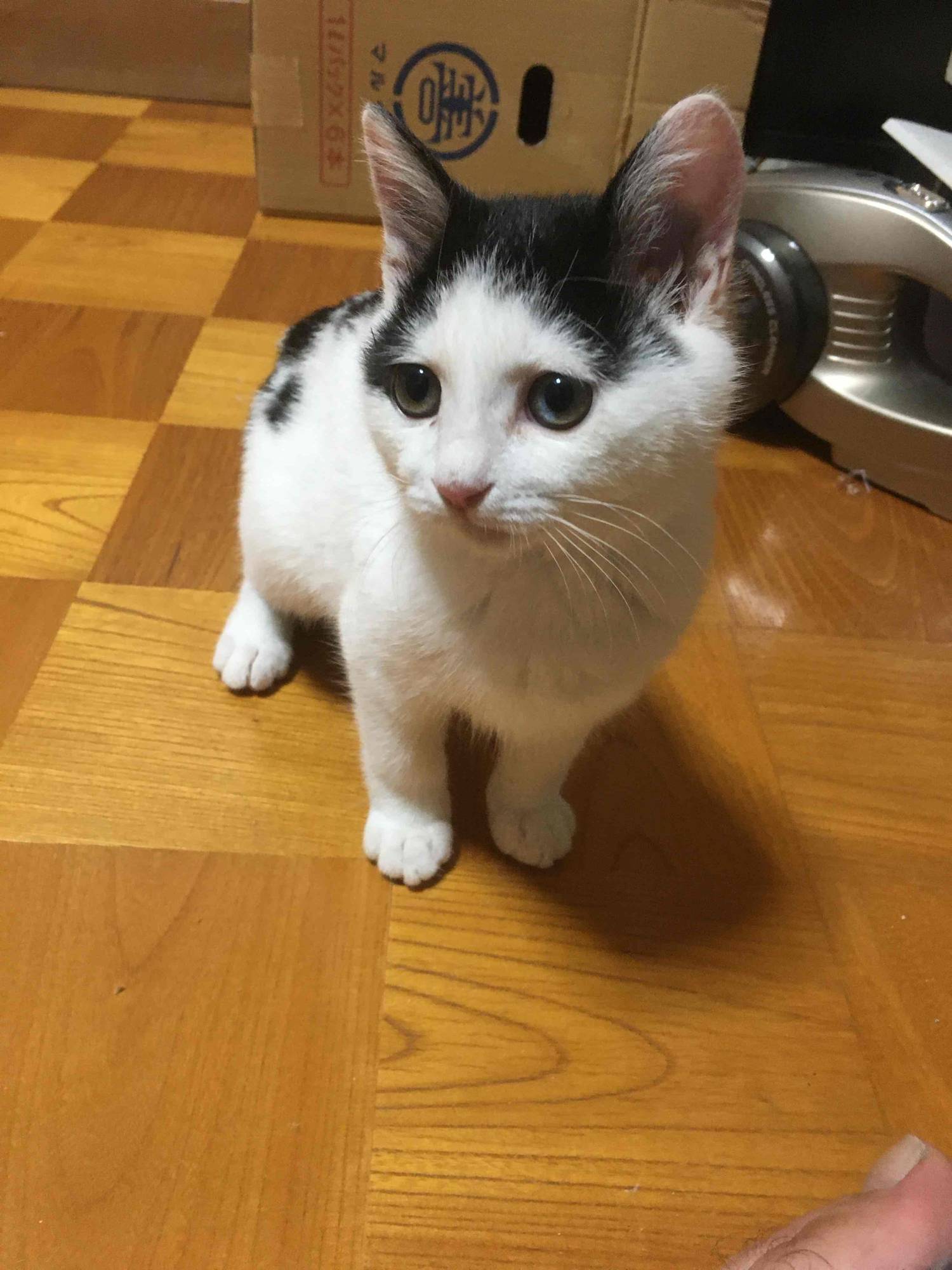 boubou Farcaster social identity (Fname handle) PFP