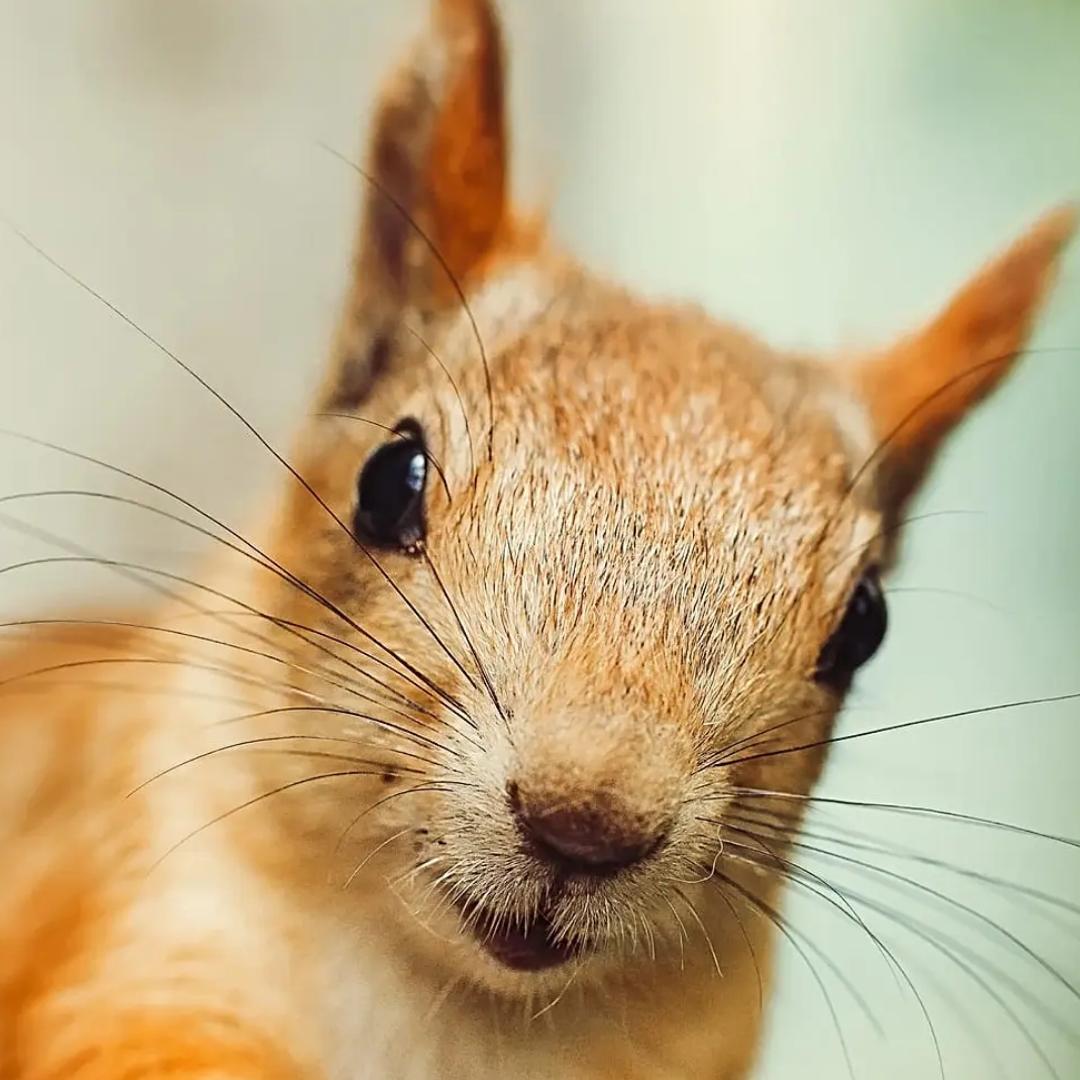 beaconcrypt Farcaster social identity (Fname handle) PFP