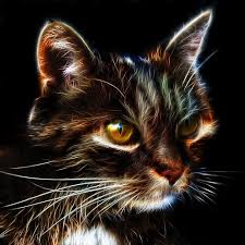 castcat Farcaster social identity (Fname handle) PFP
