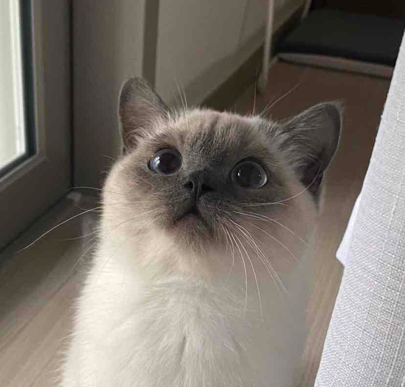 Kittenxvy (kittenxvy) Farcaster social identity (Fname handle) PFP