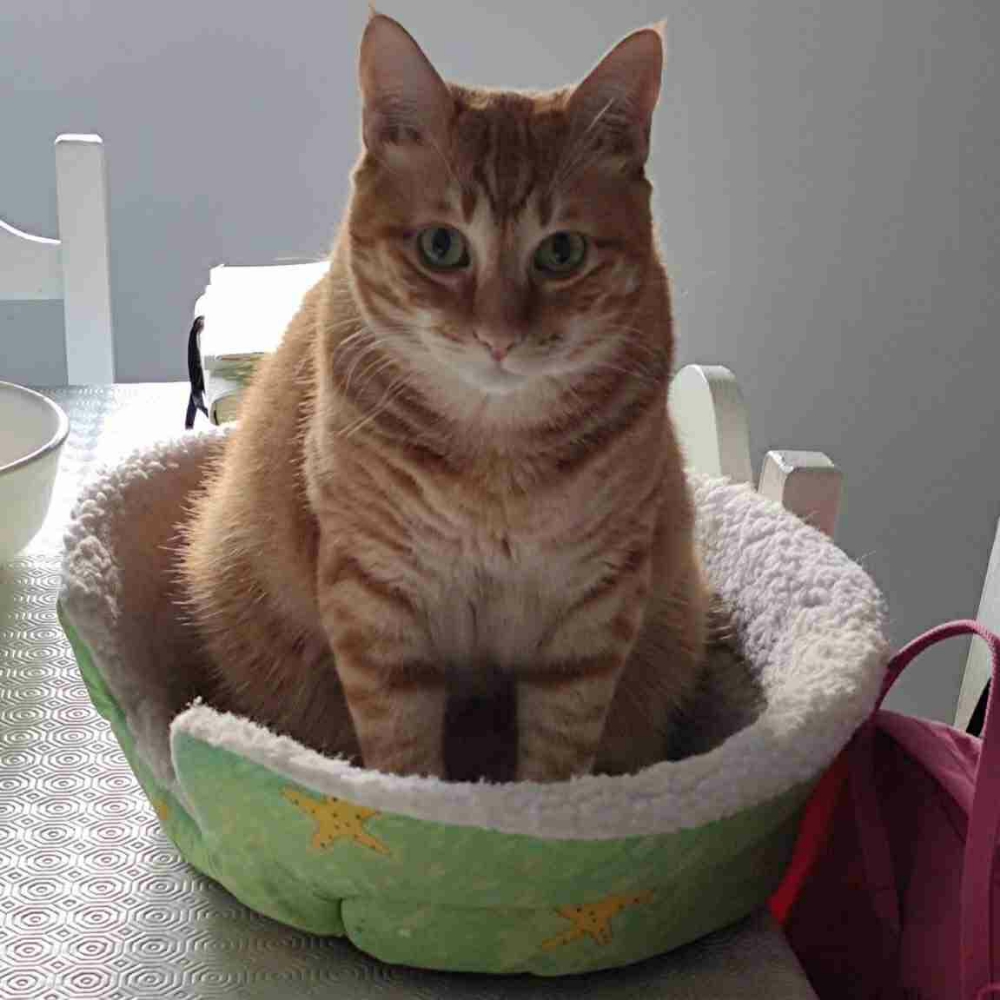 Pippin Jonesy (foolofacat) Farcaster social identity (Fname handle) PFP