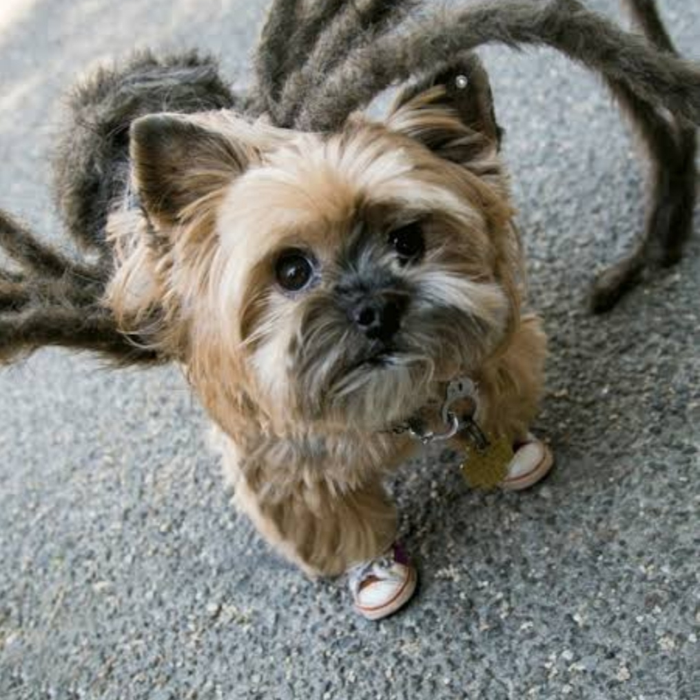 mybread.lens Lens social identity (.lens handle) PFP