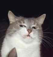 cotoneum Farcaster social identity (Fname handle) PFP