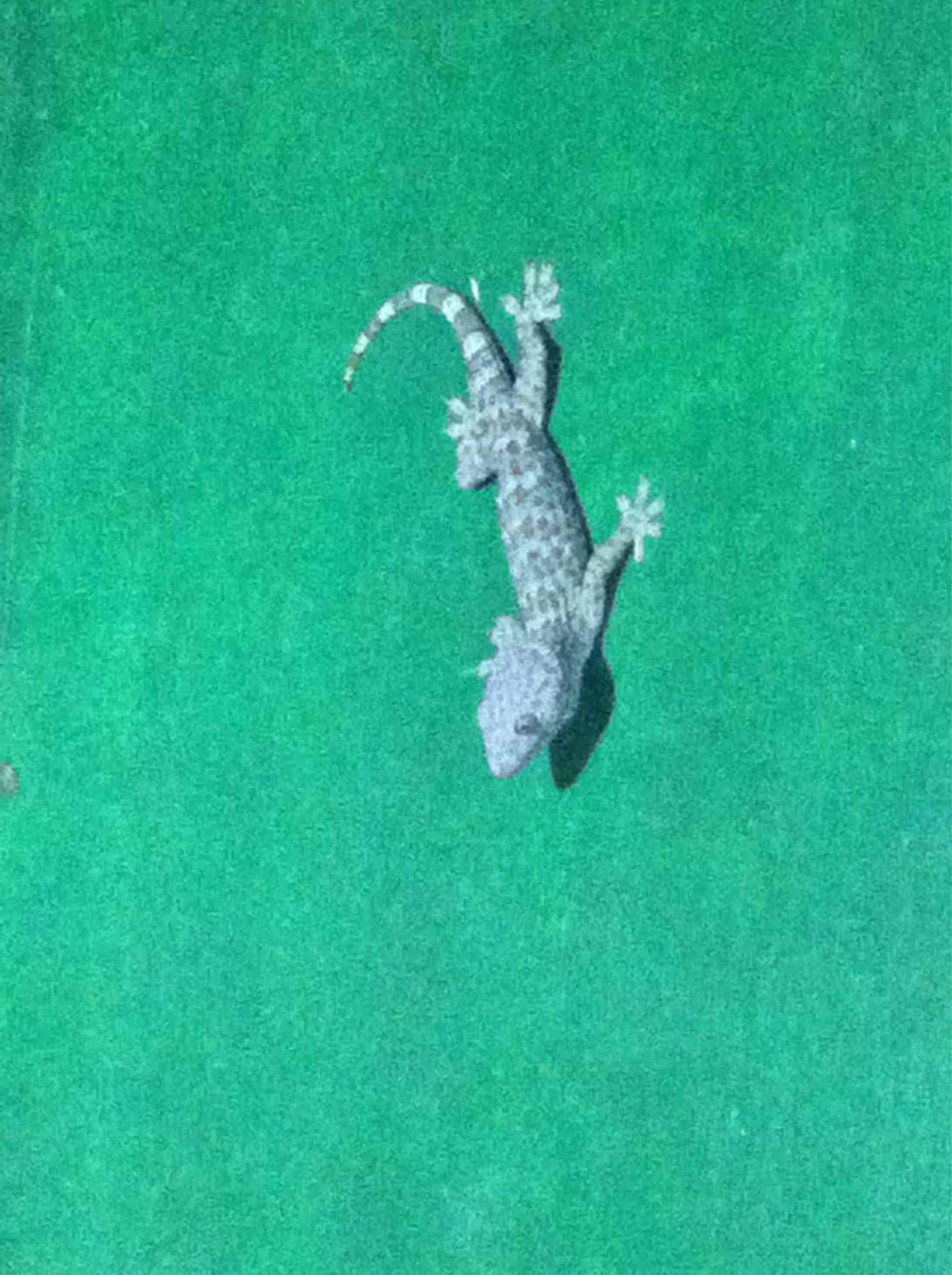 Chtarbies101 (chtarbies101) Farcaster social identity (Fname handle) PFP