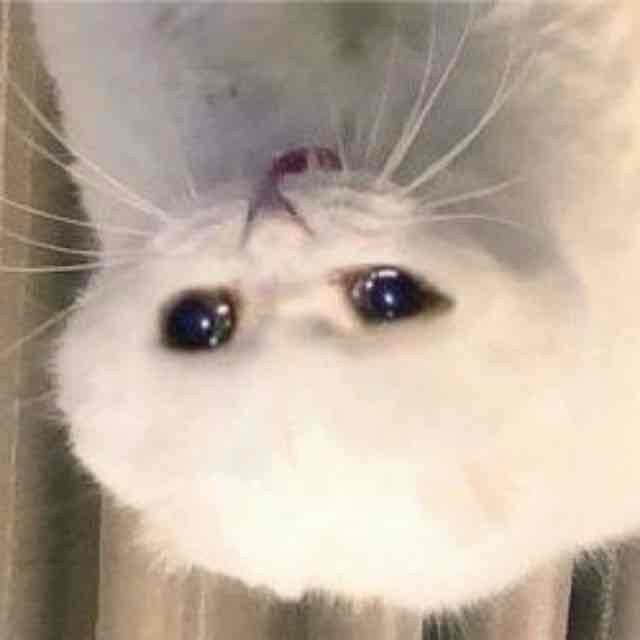 UpSideDownCat (upsidedowncat) Farcaster social identity (Fname handle) PFP