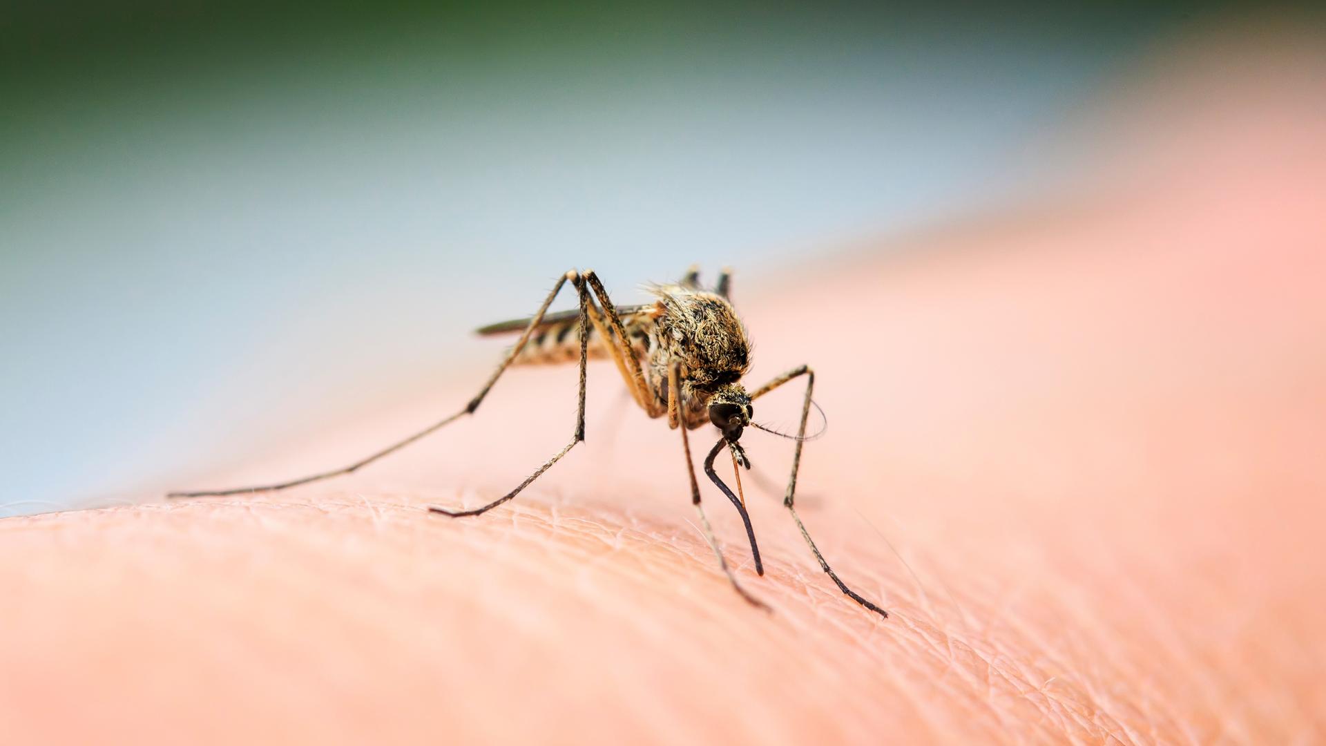 Mosquito Infestations in Phoenix and Professional...