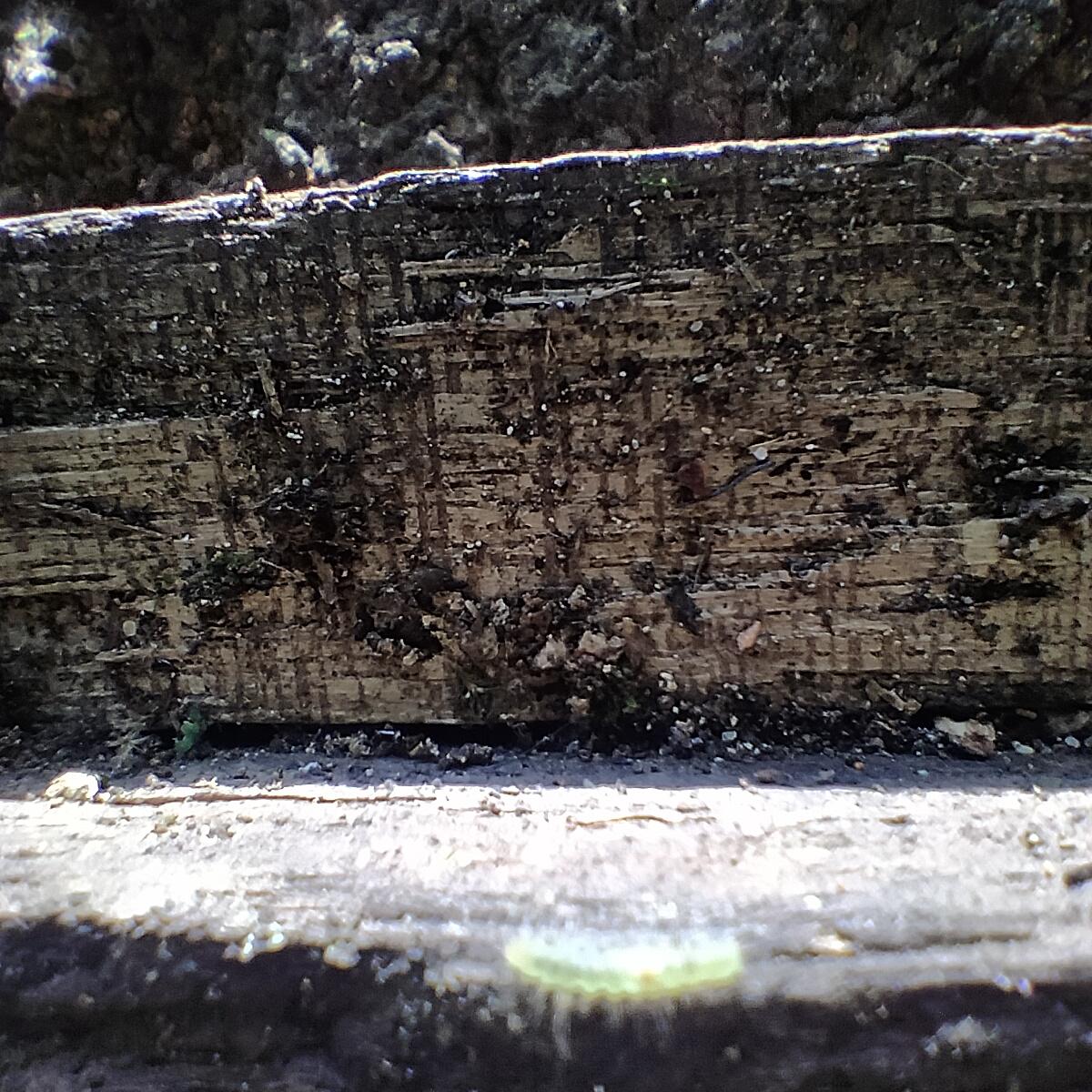 4tak Farcaster social identity (Fname handle) PFP