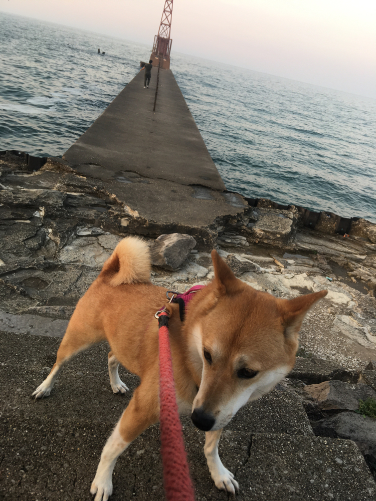 Tippi Fifestarr (tippi) Farcaster social identity (Fname handle) PFP