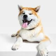 smilingdog Farcaster social identity (Fname handle) PFP