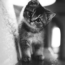 catcaster Farcaster social identity (Fname handle) PFP