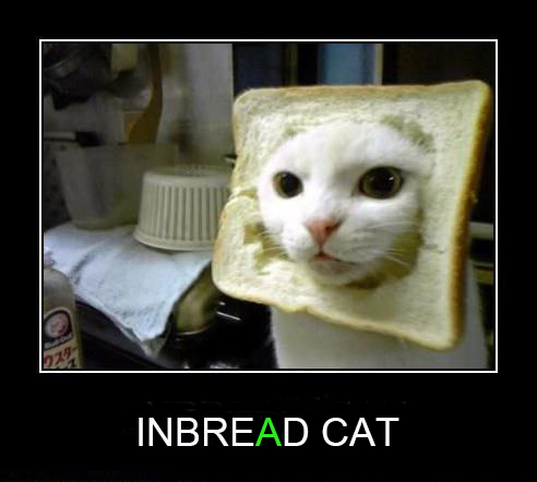 Inbred cat on sol (memecrazy) Farcaster social identity (Fname handle) PFP