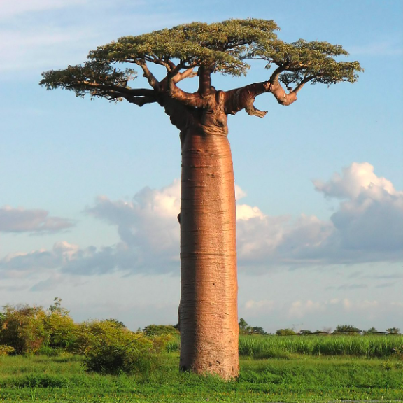 baobab.eth Ethereum Name Service (ENS and .eth domain) PFP