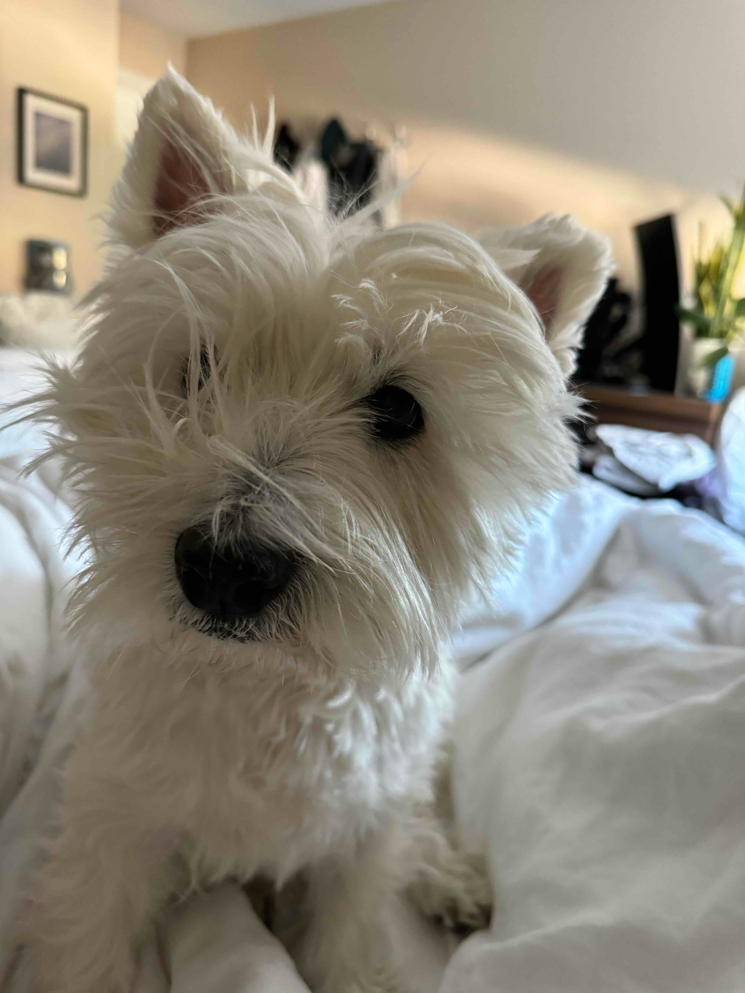 Shelly (warpcastguy) Farcaster social identity (Fname handle) PFP