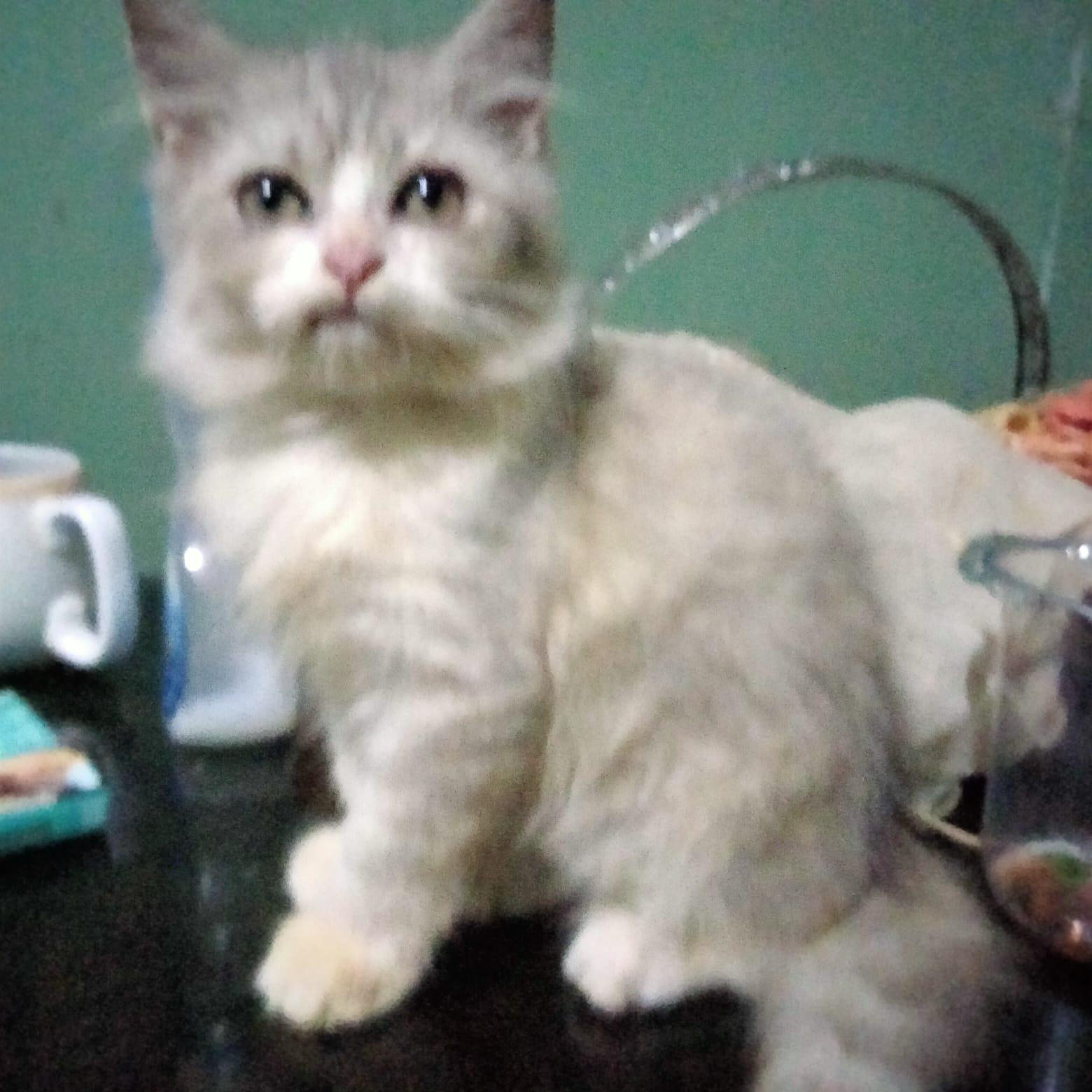 CallVl (callvl) Farcaster social identity (Fname handle) PFP