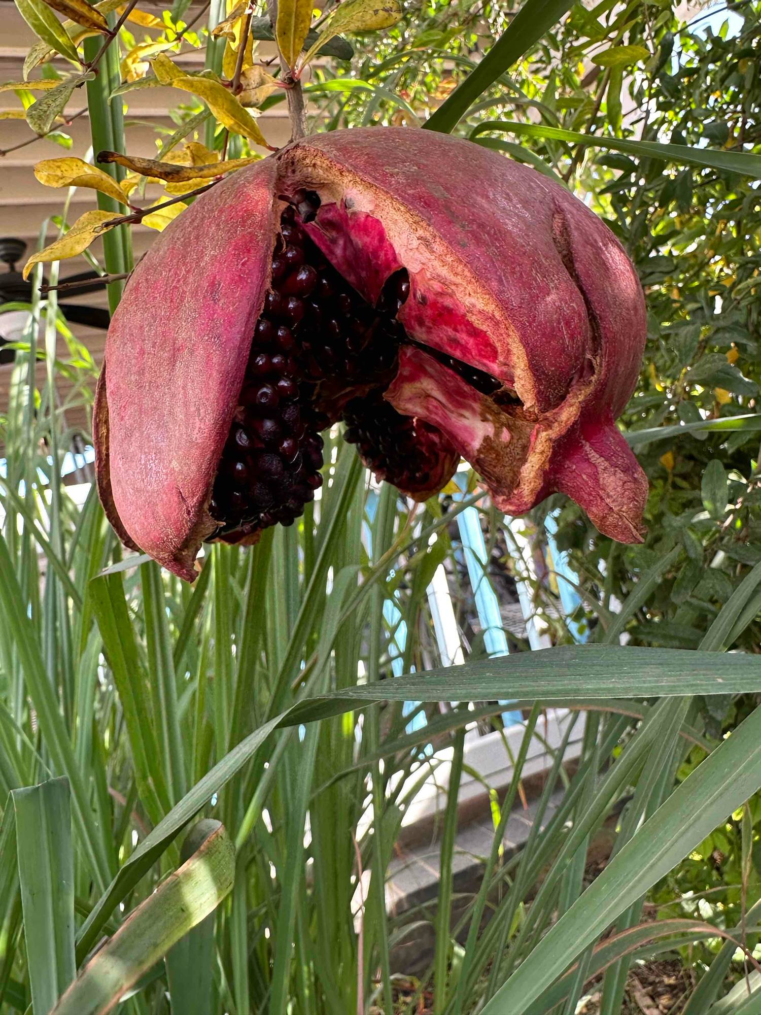 Lenny (coolenny) Farcaster social identity (Fname handle) PFP