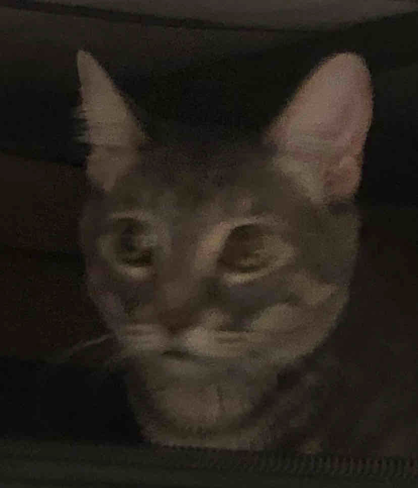 calldata Farcaster social identity (Fname handle) PFP