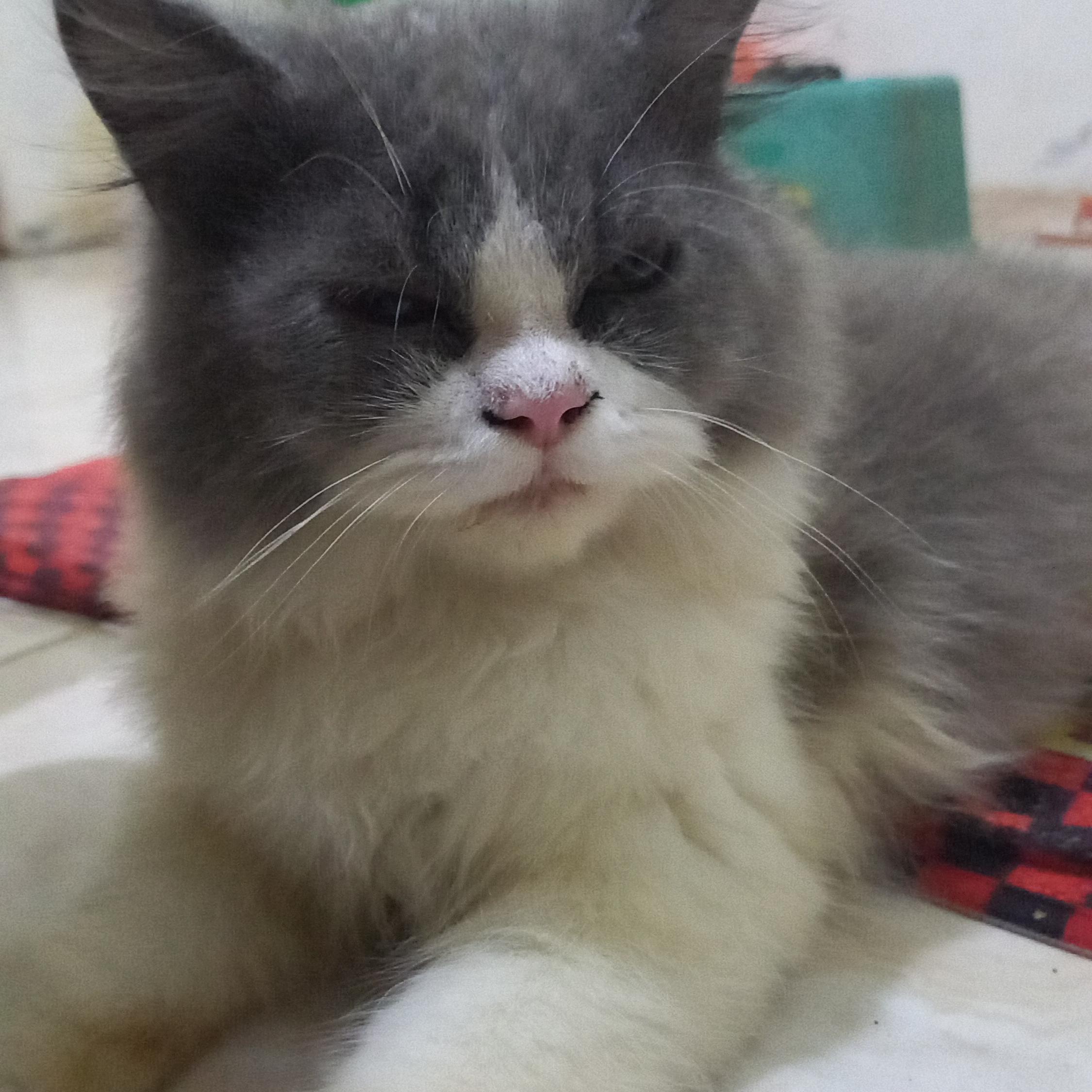 CallVp (callvp) Farcaster social identity (Fname handle) PFP