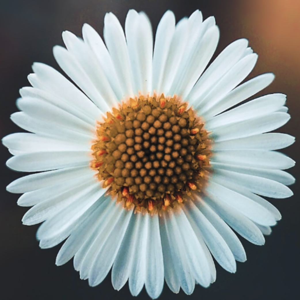 flowerbx.eth Ethereum Name Service (ENS and .eth domain) PFP