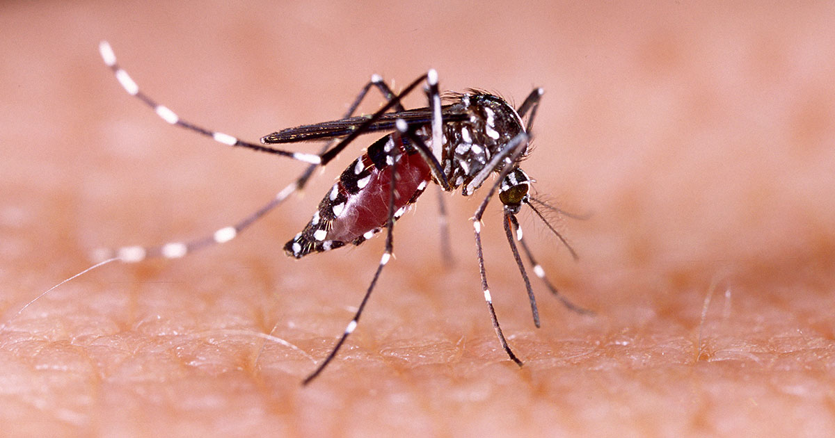 What Makes Mosquitoes a Serious Threat...