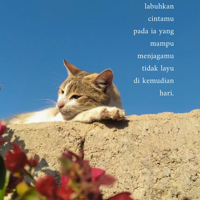 godipek Farcaster social identity (Fname handle) PFP