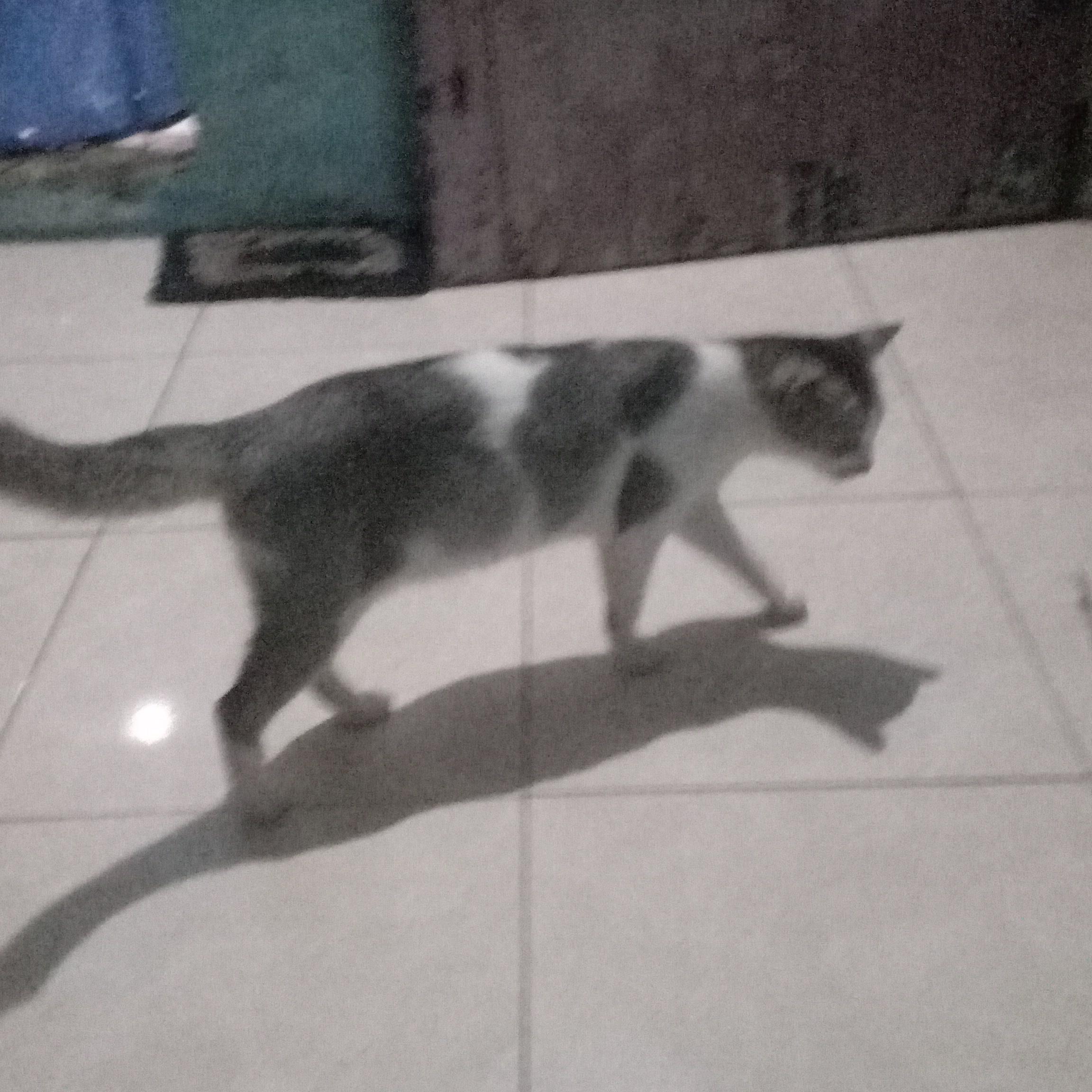 Rinowidodo (widodo) Farcaster social identity (Fname handle) PFP