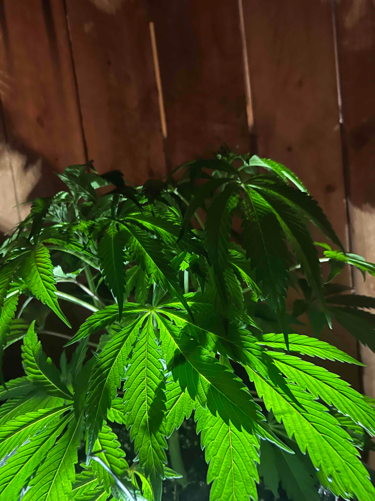 Vinc (splakers) Farcaster social identity (Fname handle) PFP