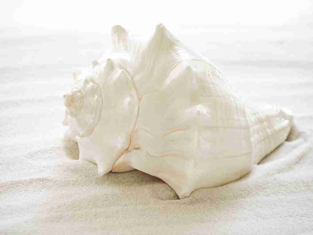 Seashell (seashell) Farcaster social identity (Fname handle) PFP