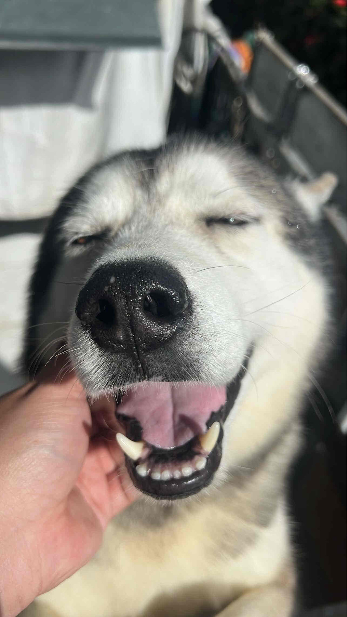 Curt (scccurt) Farcaster social identity (Fname handle) PFP