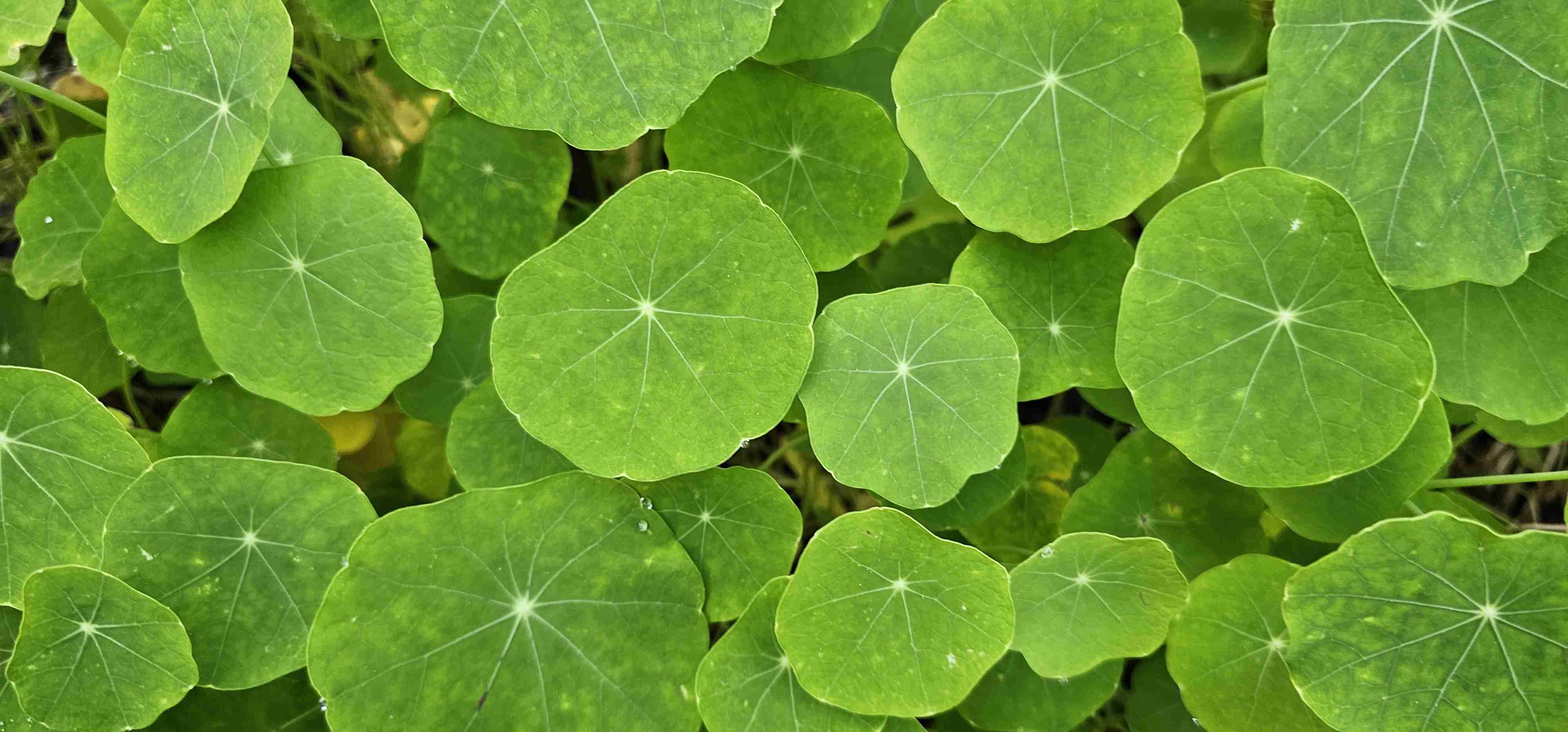 Jose (darkus) Farcaster social identity (Fname handle) PFP