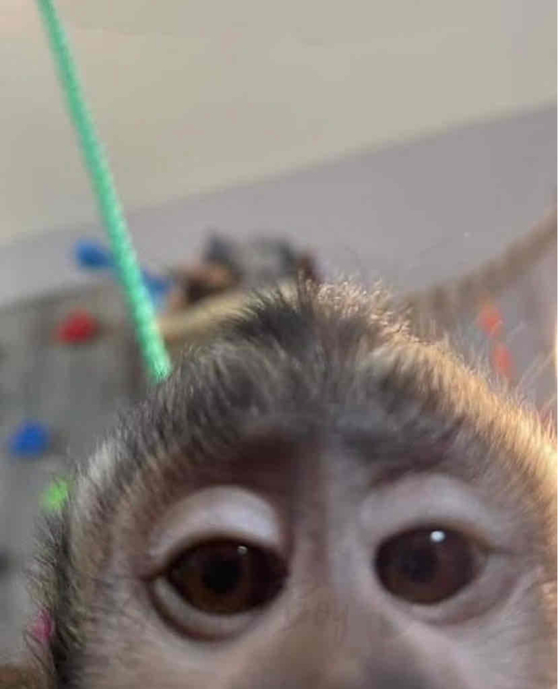 Bob (bobminer) Farcaster social identity (Fname handle) PFP