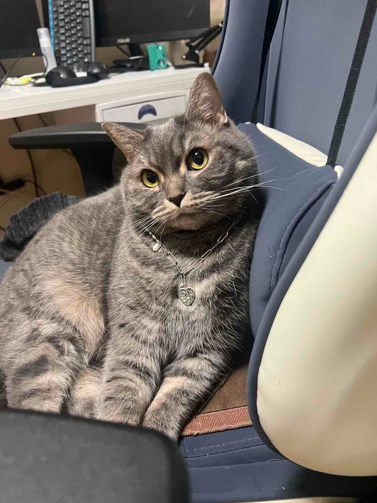 Rousong🐈 (iku) Farcaster social identity (Fname handle) PFP