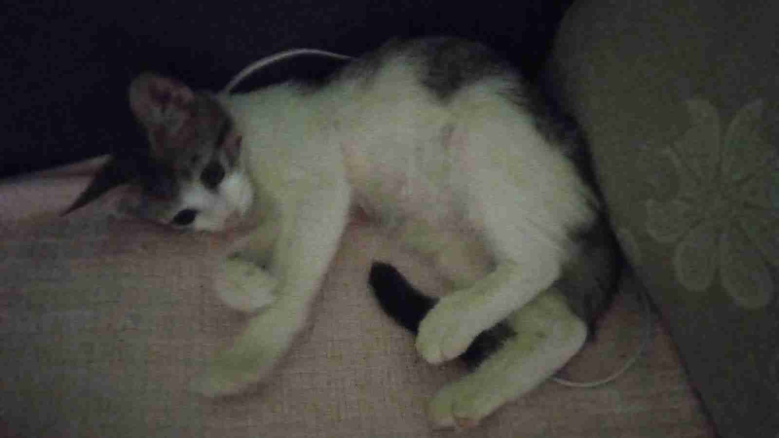 Victor Bandeira Neres (comecool) Farcaster social identity (Fname handle) PFP