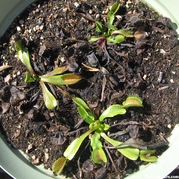Venus flytraps Exiting Dormancy