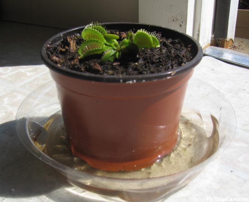 Venus Flytrap Watering