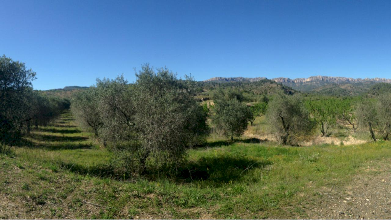 Bodega en venta en DOQ Priorat