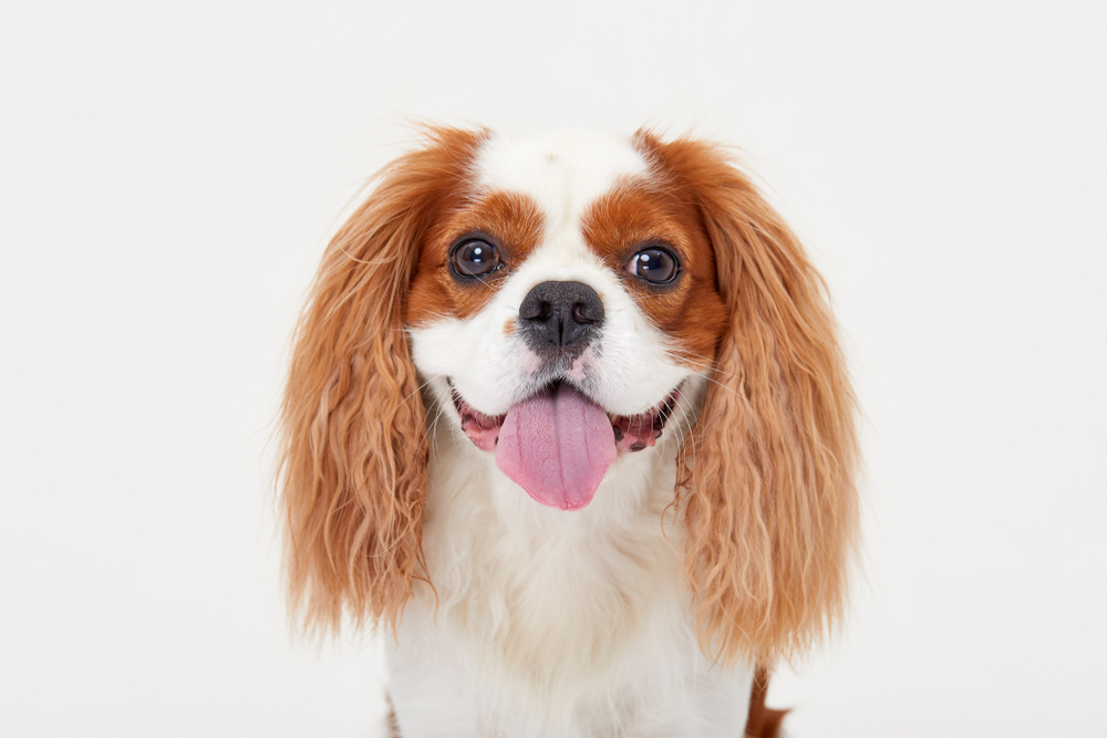 キャバリアは抜け毛が多い犬種！抜け毛が多い理由と対策を紹介